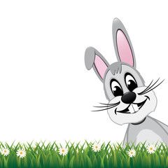 gray bunny look side daisy meadow isolated