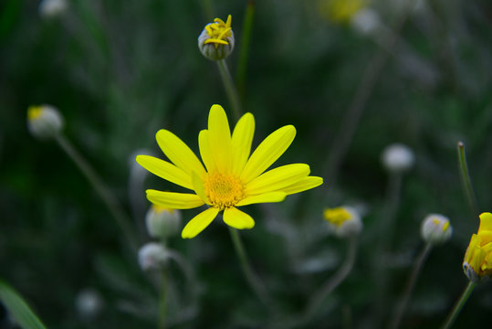 Wild flower in yellow