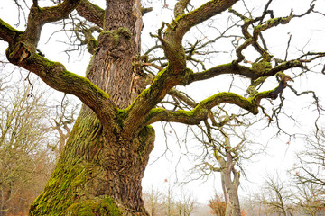 Fototapeta na wymiar Mighty oak tree