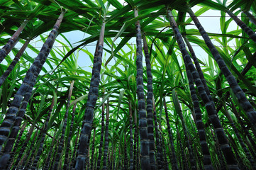 Fototapeta na wymiar sugarcane plants grow in field