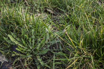 grass