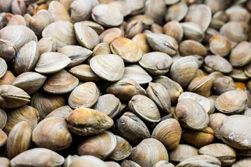  Clams in the Fish Counter of a Restaurant © aetb