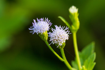 Beautiful Flower Siam weed