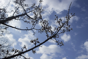 blossom spring tree  ,HDR