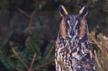 Long-eared Owl