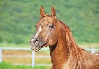 portrait of nice sorrel  horse at freedom
