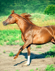 cantering chestnut arabian stallion at freedom
