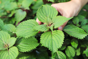 harvesting japanese basil