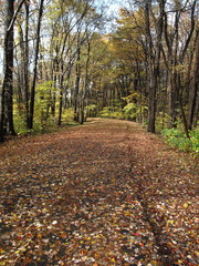 Fall Foliage and Path