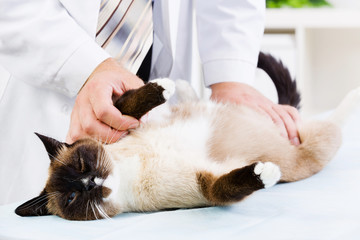 Cat at vet clinic