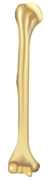Humerus Diagram