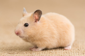 キンクマハムスター