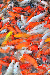 goldfish in pond
