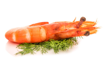 fresh shrimp isolated on a white background
