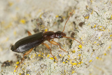Dromius agilis on wood