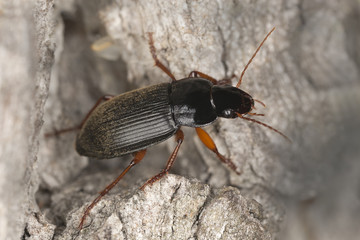 Strawberry-seed beetle, Harpalus rufipes on wood