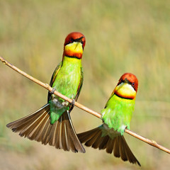 Fototapeta na wymiar Chestnut-headed Bee-eater