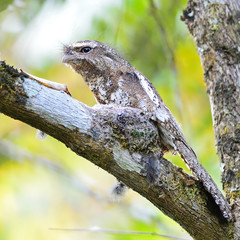male Hodgson Frogmouth