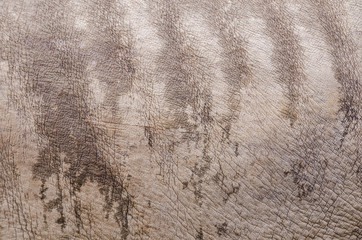 rhino skin texture