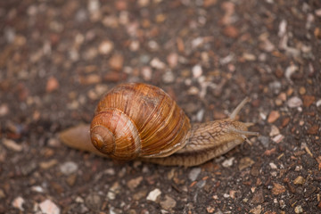 Schnecke kricht auf dem Boden
