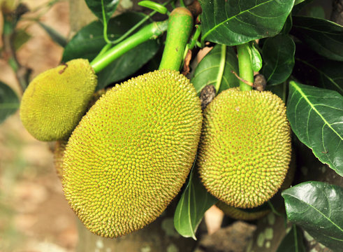 Young Jackfruit On Tree