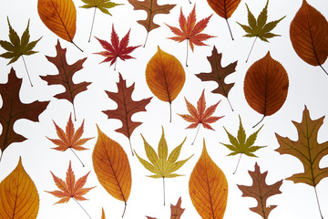 Fototapeta premium Autumn maple leaf