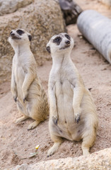 meerkat family