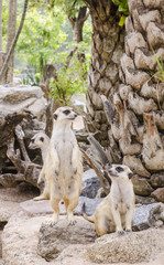 meerkat family