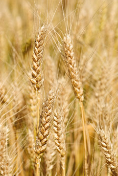 This is a wheat field background