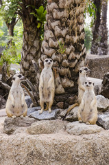 meerkat family