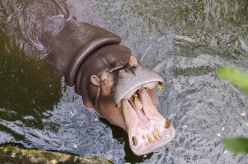 Hippo, Hippopotamus amphibius, open mouth wait for food.