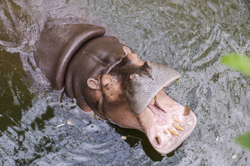 Hippo, Hippopotamus amphibius, open mouth wait for food.