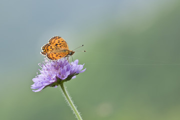 Spring butterfly with purple wild flowers