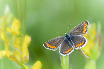 Spring butterfly with yellow wild flowers
