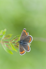 Spring butterfly in green background