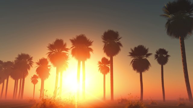 fog glowing sun and palms