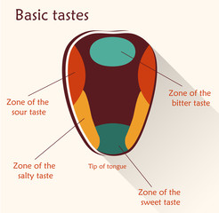 Anatomy of the human tongue. Basic tastes.