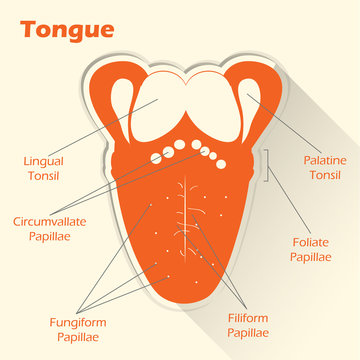 Conceptual flat style illustration. Anatomy of the human tongue