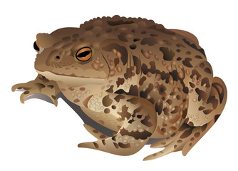 Obraz premium Brown toad isolated