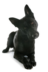 black german shepherd