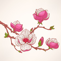 Fototapeta premium pink blooming magnolia