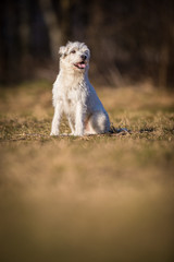 white schnauzer dog