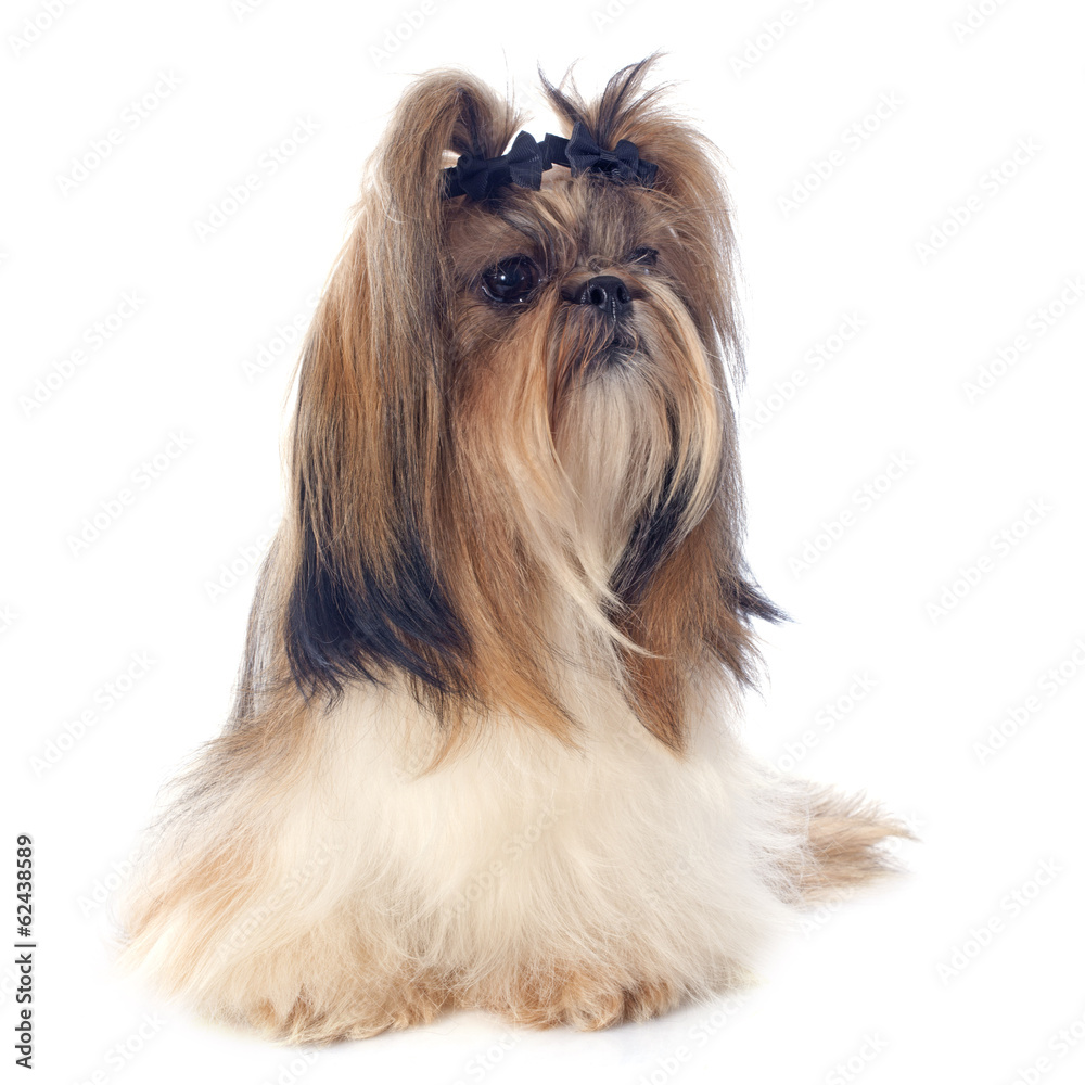 Wall mural Shih Tzu