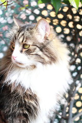 male cat of siberian breed