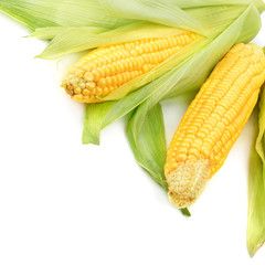 Corn cobs isolated on a white background