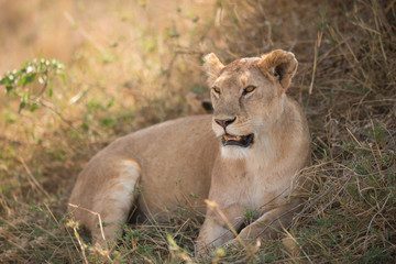 Female lion in Serengeti National Park, Tanzania.