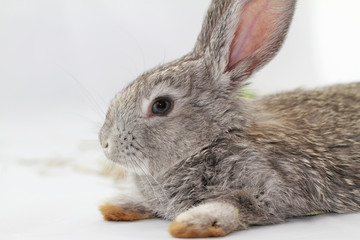 Gray rabbit
