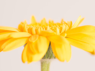 Obraz premium Yellow gerbera flower