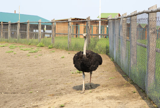 Adult ostrich enclosure. Altai. Russia.