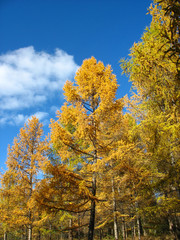 Fototapeta premium Autumn. Yellow larch tops against blue sky background